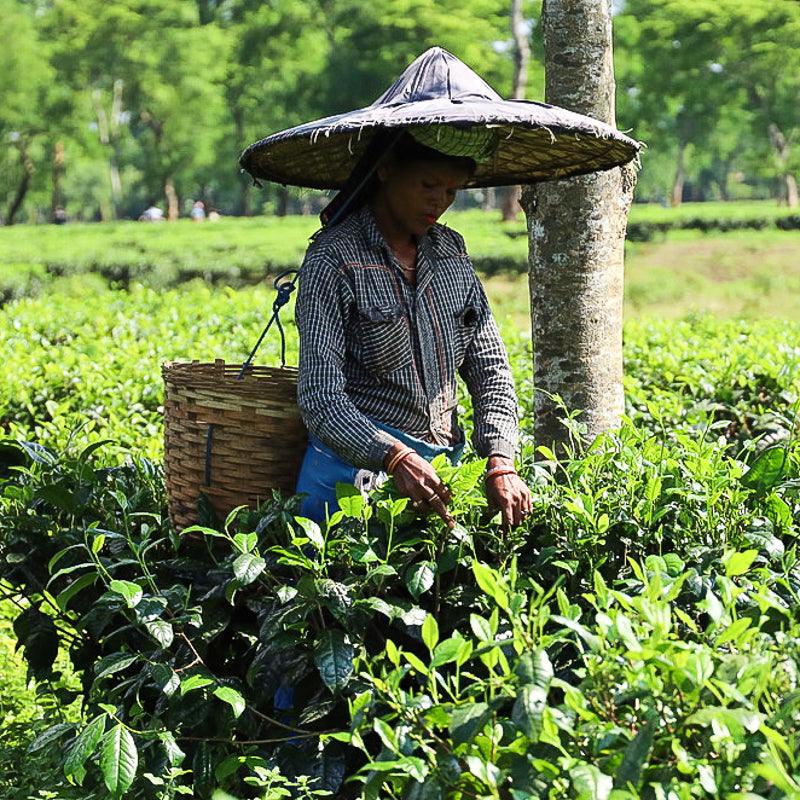 Our Assam Tea Sourcing Journey - Amala Chai
