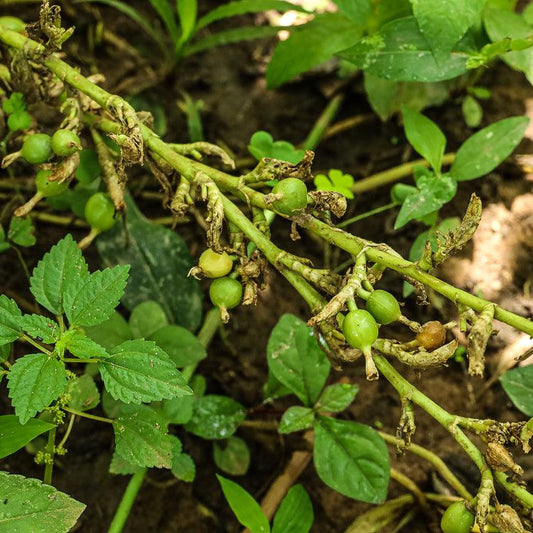 Spices In A Tropical Jungle - Amala Chai