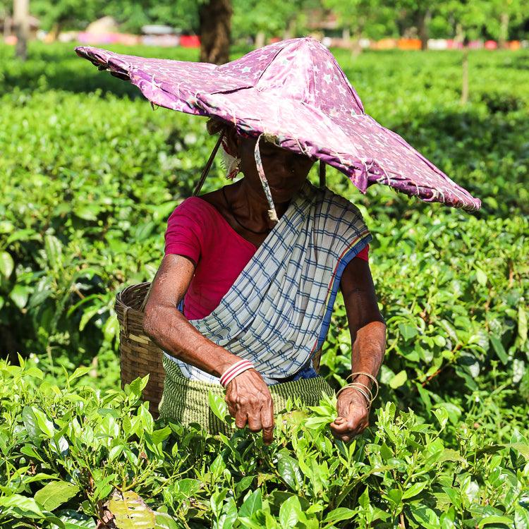 The Future of the Tea Industry - Amala Chai