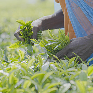 The Roots of Our Chai