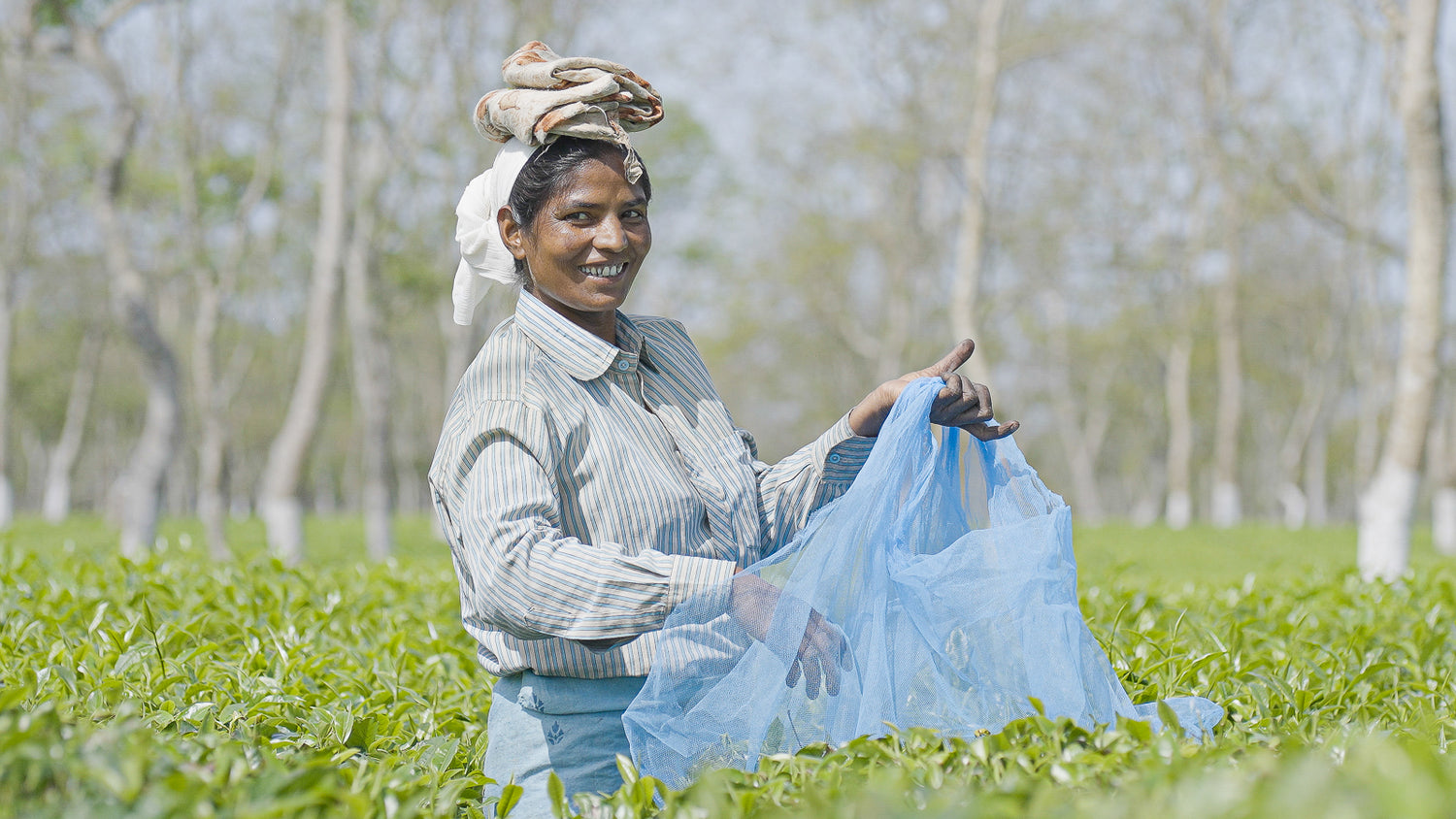 A smiling female farmer picking fresh tea leaves in Assam, India. This shows the product at source. 